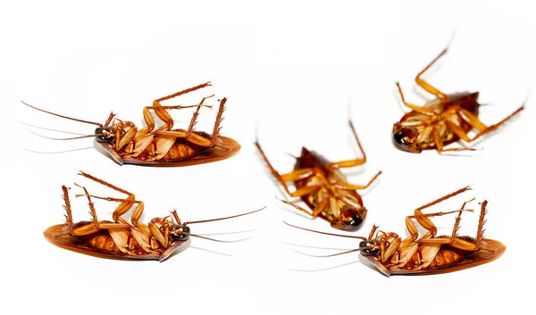 Roach ölü yerde. Eleme konserve sprey ile sağlık ve hijyen sembolü.