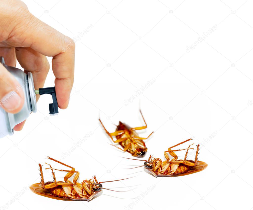 Roach dead on the floor. By elimination with canned spray, the symbol of health and hygiene.