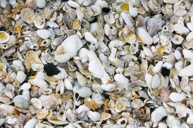 Deniz kabukları Seashells Panorama - muhtelif kabuklar / çakıl-arka plan doku.