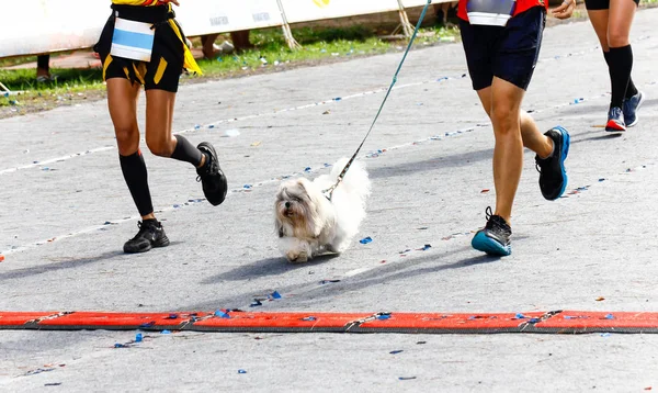 Cão Seu Proprietário Participando Uma Corrida Maratona Popular — Fotografia de Stock