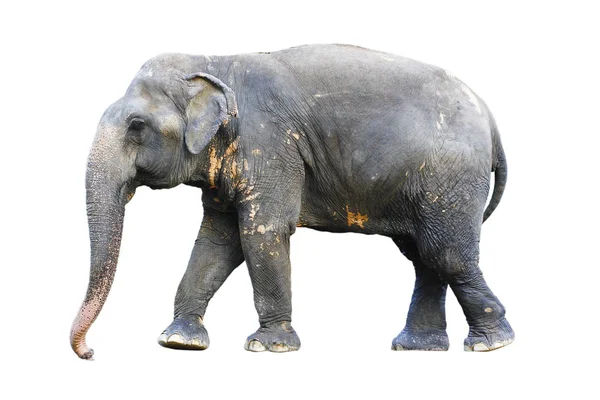 Side View Stance Thai Elephant Whit — Stock Photo, Image