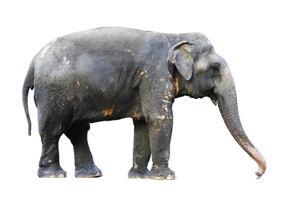 Vista Lateral Postura Thai Elefante Whit —  Fotos de Stock