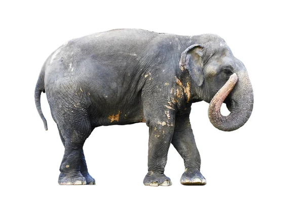 Vista Lateral Postura Thai Elefante Whit —  Fotos de Stock