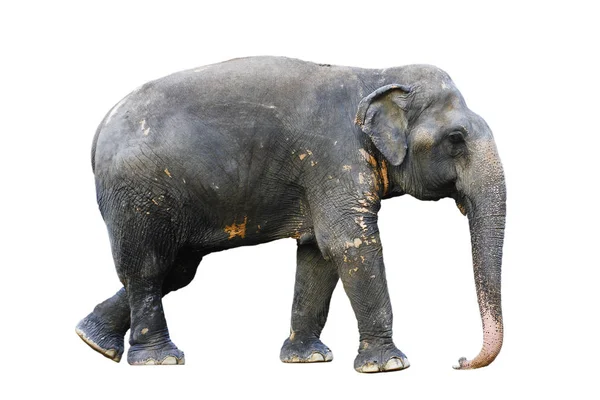 Side View Stance Thai Elephant Whit — Stock Photo, Image