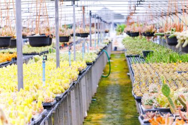 Kaktüs bitki kreşler. Kaktüs için küçük tencerede kolay satış için dikilen.