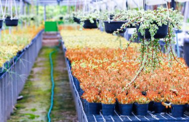 Kaktüs bitki kreşler. Kaktüs için küçük tencerede kolay satış için dikilen.