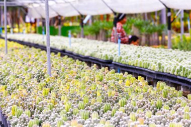 Kaktüs bitki kreşler. Kaktüs için küçük tencerede kolay satış için dikilen.