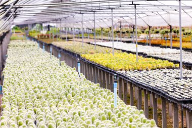 Kaktüs bitki kreşler. Kaktüs için küçük tencerede kolay satış için dikilen.