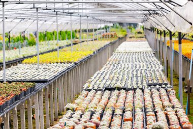 Kaktüs bitki kreşler. Kaktüs için küçük tencerede kolay satış için dikilen.