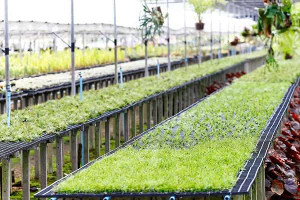 Viveiros Plantas Cacto Cacto Foi Plantado Vaso Pequeno Para Fácil — Fotografia de Stock