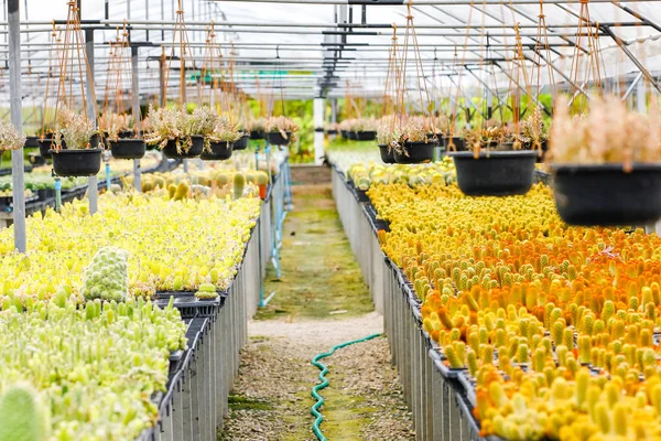 Viveiros Plantas Cacto Cacto Foi Plantado Vaso Pequeno Para Fácil — Fotografia de Stock