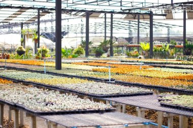 küçük kaktüs bitkileri fidanlık kapalı dekorasyon için