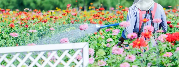 Wasser Gießt Gießkanne Auf Blühende Blume — Stockfoto