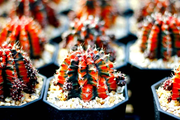 Vista Cerca Agujas Flores Cactus —  Fotos de Stock