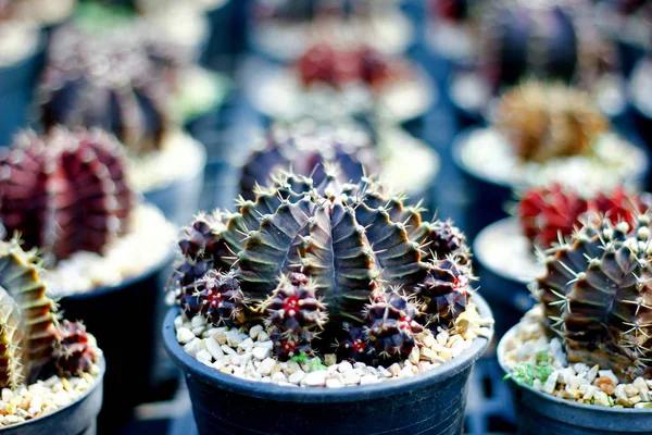 Vista Cerca Agujas Flores Cactus —  Fotos de Stock