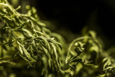 çim alan sığ derinliği