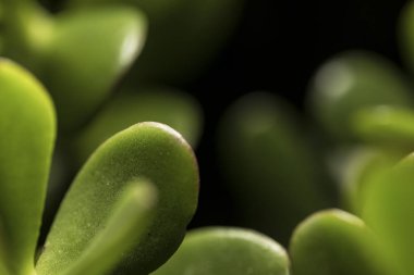 Yeşim bitkisi ovata alan sığ derinliği ile