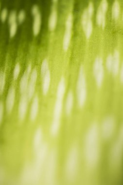 Aloe vera ile sığ derinlik-in tarla