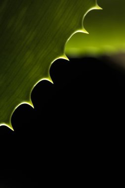 Aloe vera ile sığ derinlik-in tarla