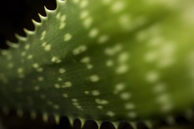 Aloe vera ile sığ derinlik-in tarla