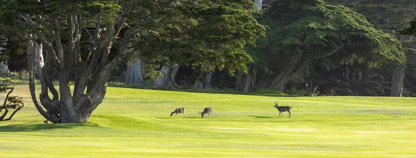 Bir golf sahası üzerinde üç geyik