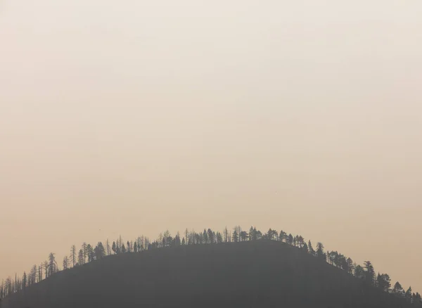 A mountain with burnt and not burnt trees