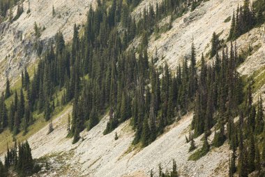 Bir dağ ağaçları ile dik bir tarafında