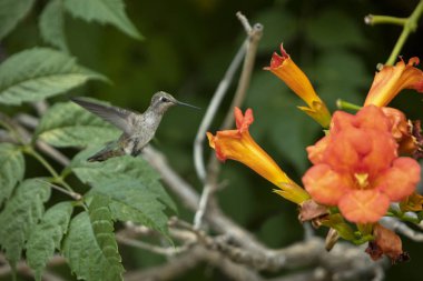 Bir trompet sarmaşık yanındaki midflight içinde bir sinek kuşu