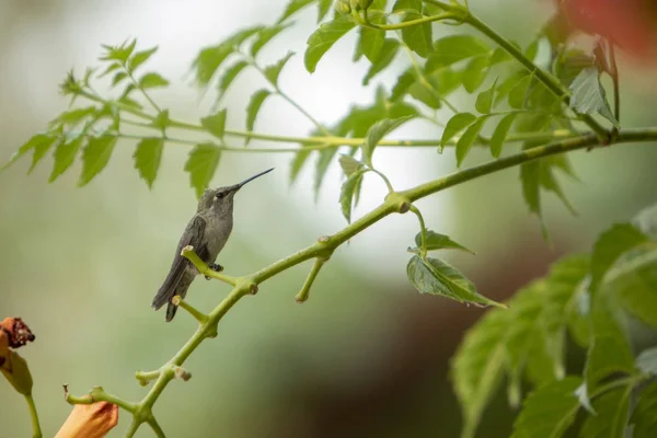 Colibri Sur Une Branche Côté Trompettiste — Photo