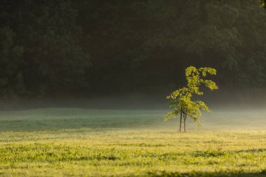 Bir orman içinde belgili tanımlık geçmiş ile bir alanda bir küçük ağaç