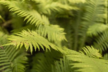 Ferns dışarı içinde belgili tanımlık vahşi