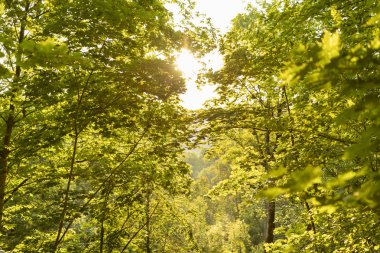 Güneş parlıyor ormandaki ağaçlar sırasında altın saat