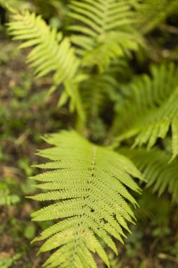 Ferns dışarı içinde belgili tanımlık vahşi