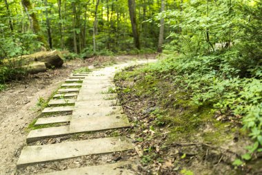 Ormanda bir sağa alarak bir yol