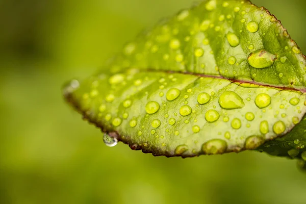 Green Leaf Water Droplets — Stock Photo, Image