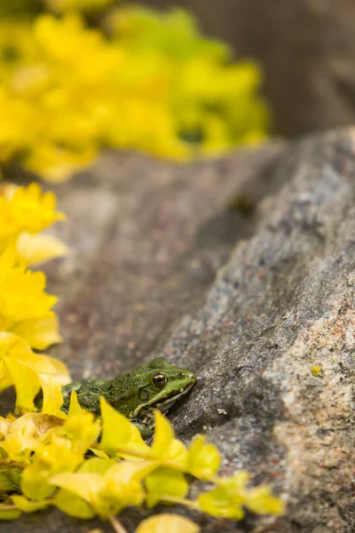 Lithobates Clamitans Zöld Béka Egy Szikla Között Sárga Virág — Stock Fotó