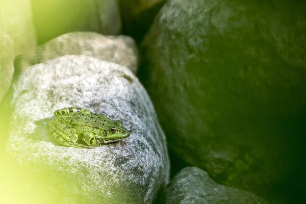 Zöld Béka Lithobates Clamitans Egy Sziklán — Stock Fotó