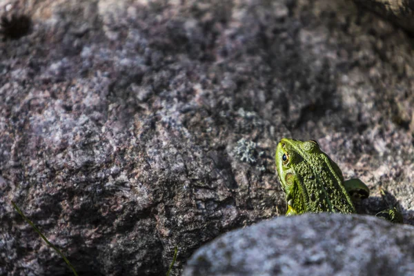 Grön Groda Lithobates Clamitans Klippa — Stockfoto