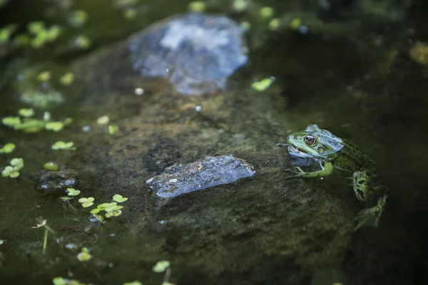 Lithobates Clamitans Zöld Béka Részben Elsüllyedt Vízben — Stock Fotó