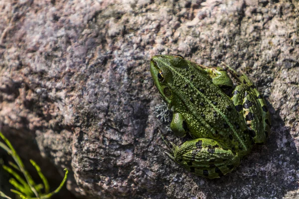 Lithobates Clamitans Πράσινο Βάτραχο Ένα Βράχο Μια Ηλιόλουστη Ημέρα — Φωτογραφία Αρχείου