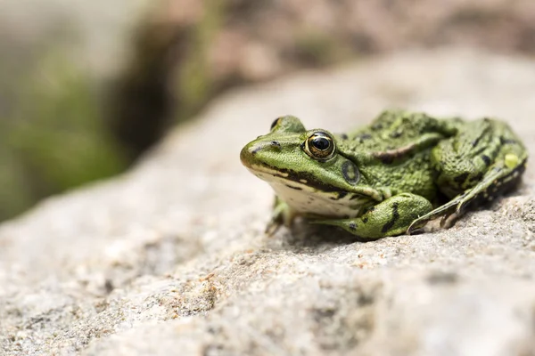 Lithobates Clamitans Gröna Grodan Njuter Livet Sten — Stockfoto