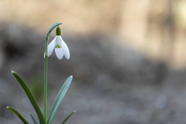 Tek kardelen Galanthus dışında