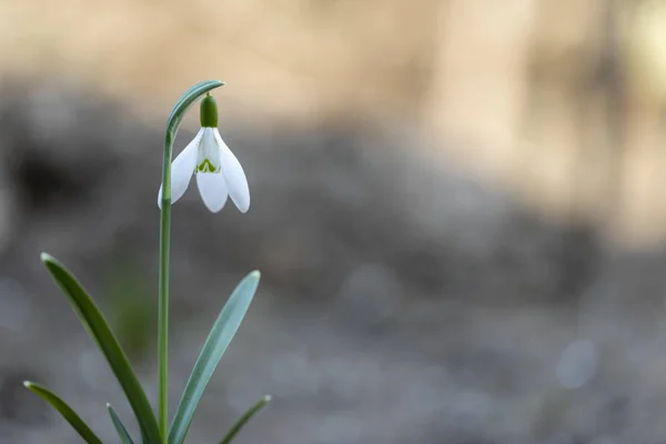 Single Snowdrop Galanthus — Stock Photo, Image