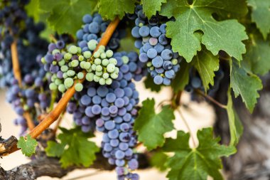 Güneşli bir günde yaprakların arasında üzümler