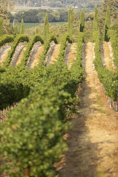 Een Wijngaard Nappa Valley Een Zonnige Dag — Stockfoto