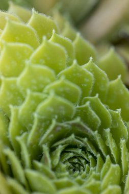 Yüzeyinde su damlaları olan sulu bir bitki.