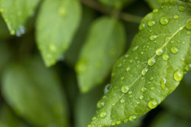 Yüzeyinde su damlaları olan bir yaprak.