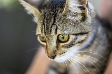 Yeşil gözlü küçük çizgili bir kedi yavrusu.