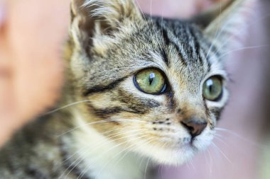Yeşil gözlü küçük çizgili bir kedi yavrusu.
