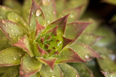 Yüzeyinde su damlaları olan sulu bir bitki.